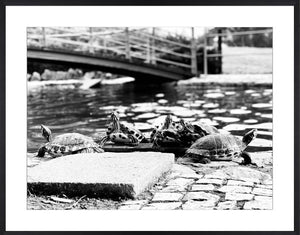 Turtles No. 2