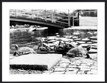 Load image into Gallery viewer, Turtles No. 1
